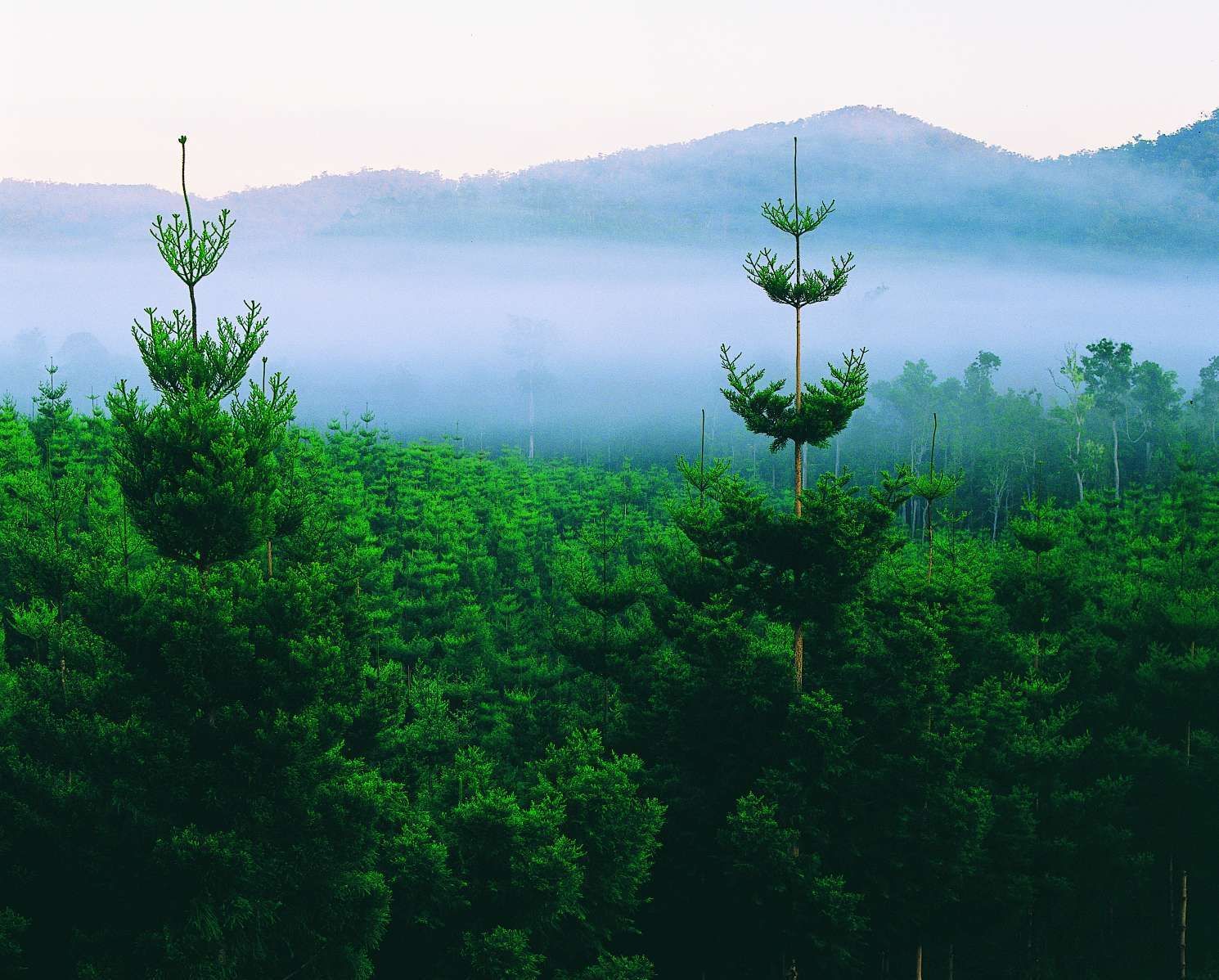 Hoop Pine plantation